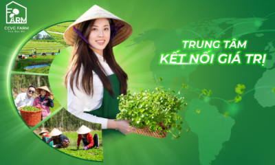 CCV Group và hành trình mang Cây rau má vươn tầm Quốc tế- khẳng định thương hiệu “Vua Rau má Việt”