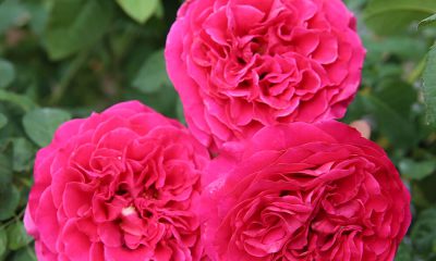 Cách trồng và chăm sóc hoa hồng Kate đúng chuẩn cùng Thế giới làm vườn
