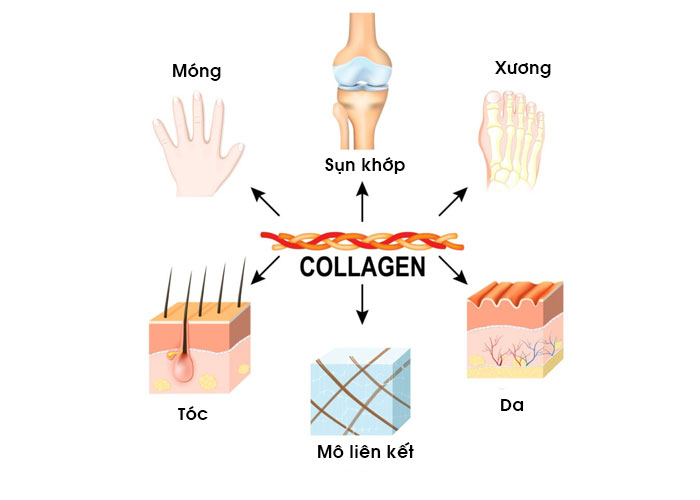 cách uống collagen đúng cách, hướng dẫn sử dụng collagen, collagen là gì, vì sao cần bổ sung collagen