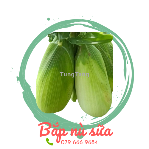 hạt giống bắp nù sữa - Tung Tăng