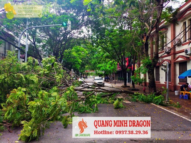 Dịch vụ chăm sóc cây xanh- cưa cây mùa mưa bão nguy hiểm - Tung Tăng