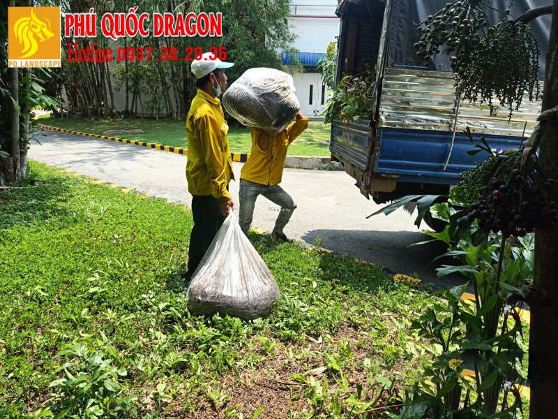 Dịch vụ cắt cỏ chuyên nghiệp giá cả cạnh tranh ở Đồng Nai. TPHCM - Tung Tăng
