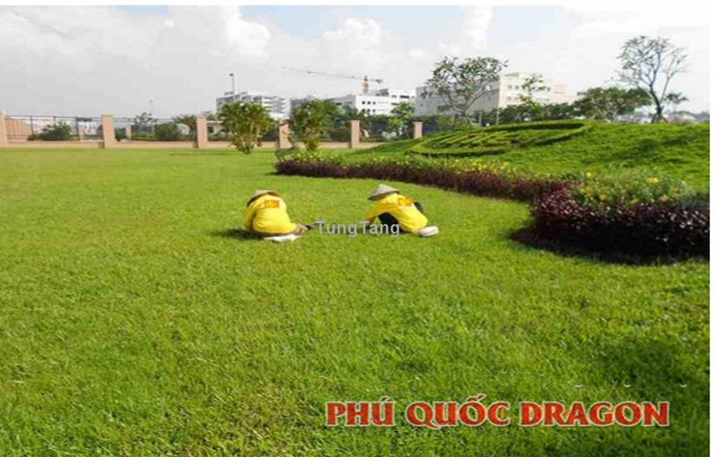 Dịch vụ trồng cỏ tại Phú Quốc Dragon, Đồng Nai