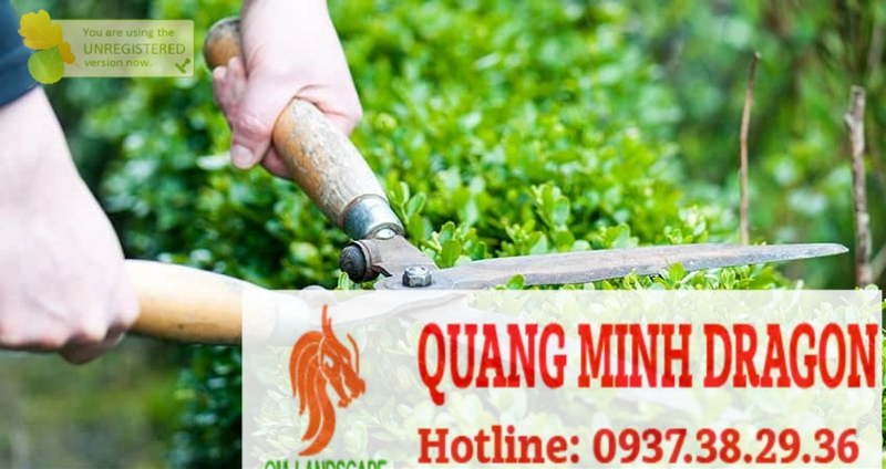 Dịch vụ cắt cỏ chuyên nghiệp - Tung Tăng