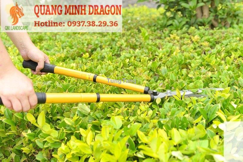 Dịch vụ cắt cỏ khuôn viên chuyên nghiệp giá rẻ - Tung Tăng