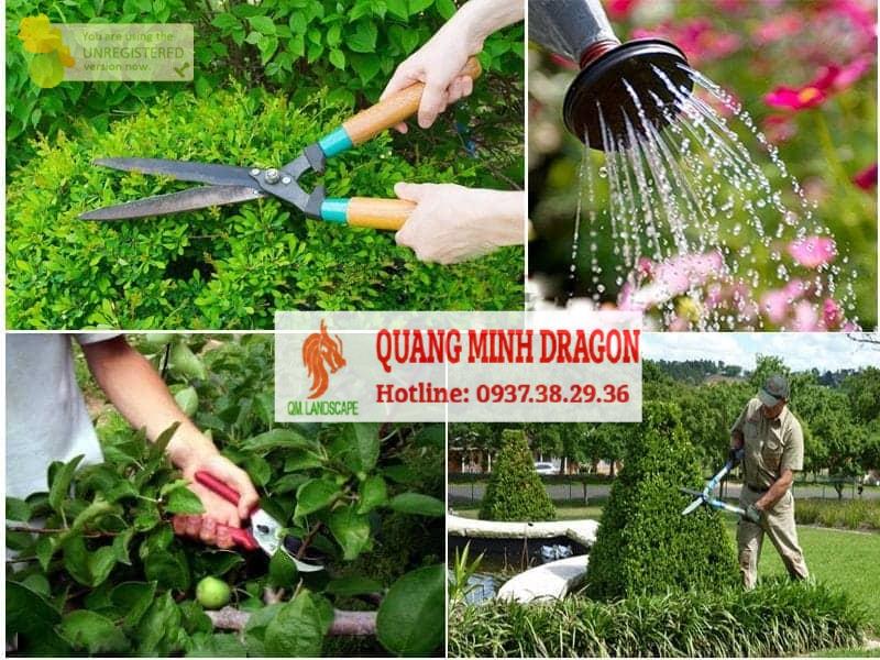 Dịch vụ bảo dưỡng cảnh quan, chăm sóc cây xanh - Tung Tăng