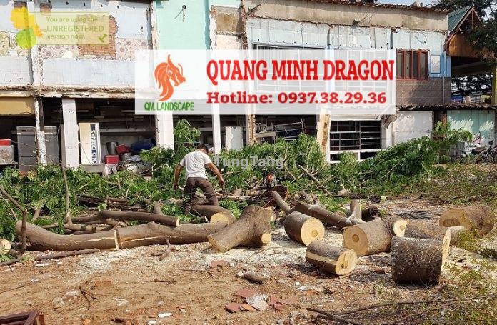 Dịch vụ chăm sóc cây xanh, chặt cây mùa mưa bão - Tung Tăng