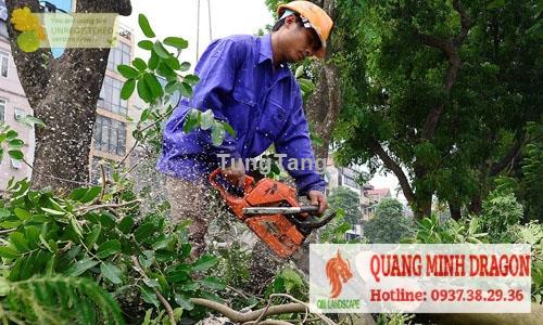 Dịch vụ chăm sóc cây xanh - chặt cây mùa mưa nguy hiểm - Tung Tăng