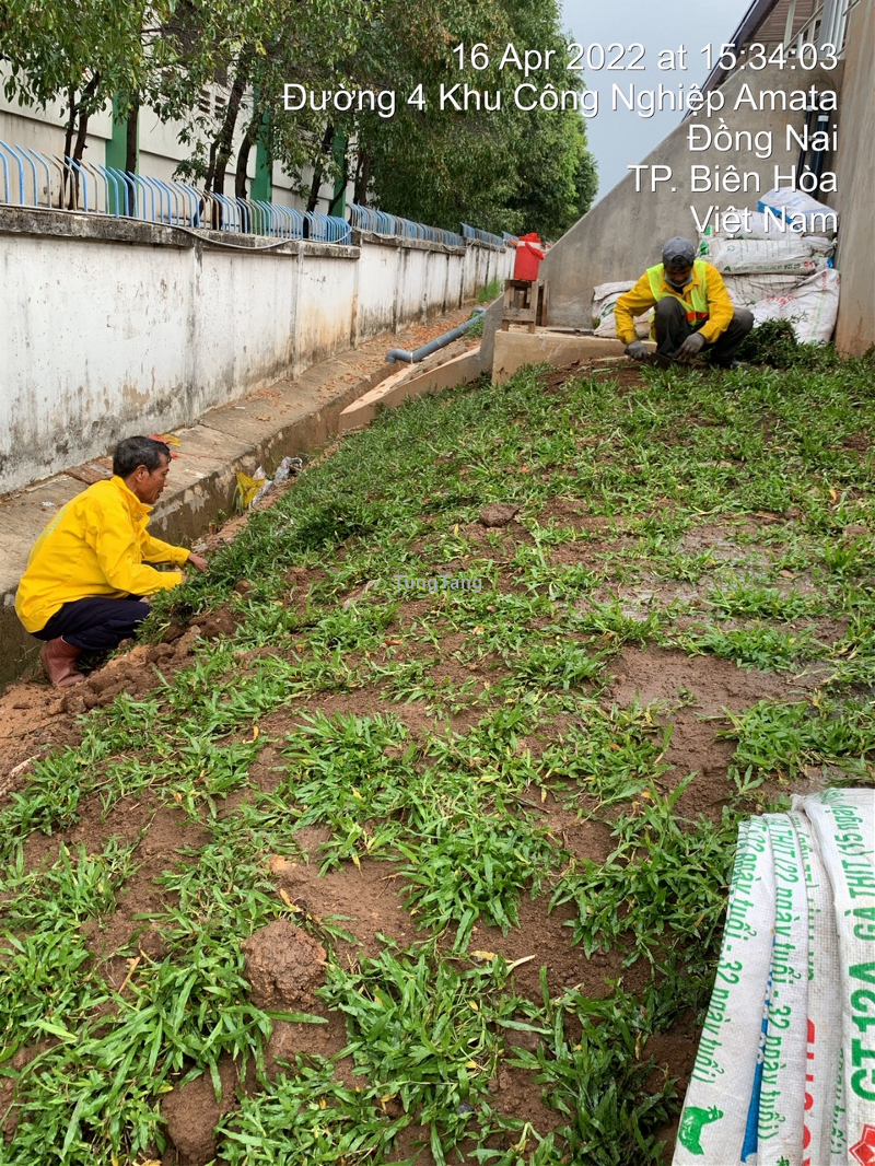 Bảng báo giá dịch vụ trồng cỏ tại TPHCM, Đồng Nai