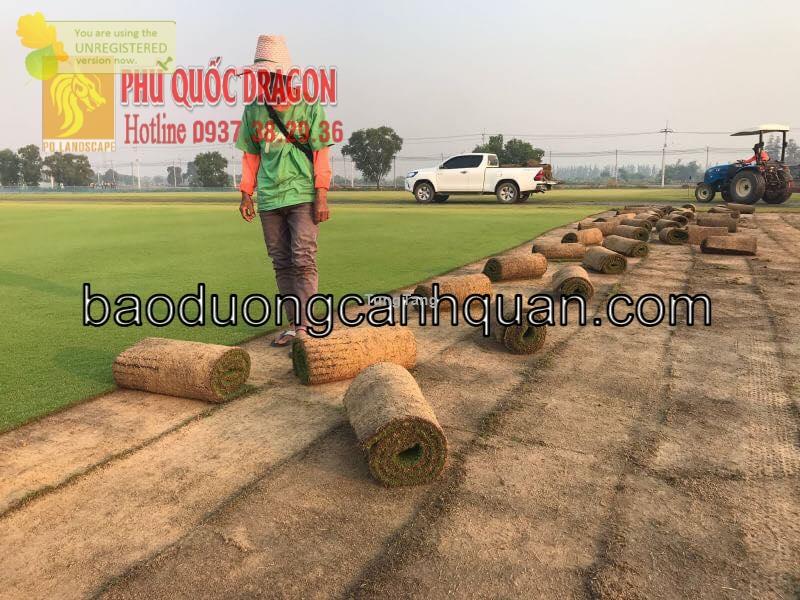 Dịch vụ trồng cỏ khuôn viên KV HCM, Đồng Nai
