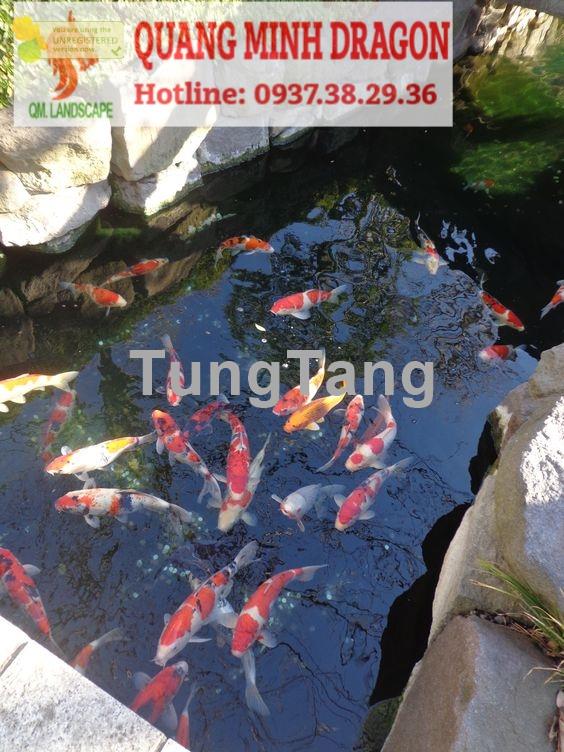 Lợi ích khi sở hữu hồ cá Koi hợp phong thủy trong sân vườn - Tung Tăng
