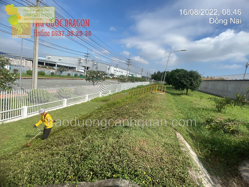 Dịch vụ trồng cỏ tại Phú Quốc Dragon Đồng Nai, TPHCM, BRVT - Tung Tăng