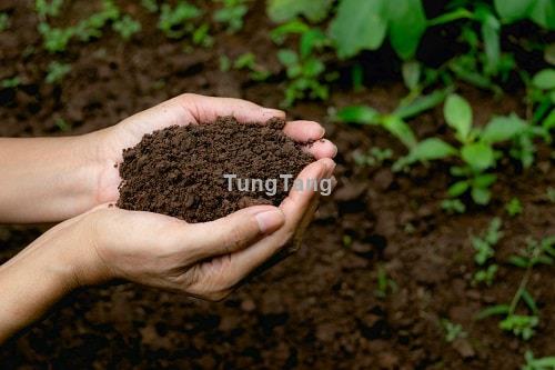 Các loại đất trồng cây phổ biến và chất lượng nhất hiện nay không thể bỏ qua - Tung Tăng