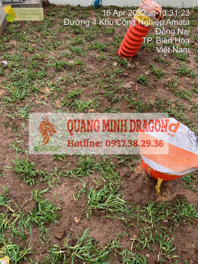 Dịch vụ trồng cỏ các loại tại Quang Minh Landscape - Tung Tăng
