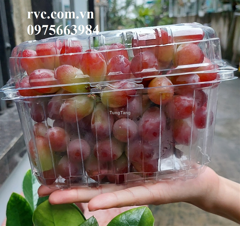 Top những mẫu hộp nhựa trái cây 1kg phổ biến nhất hiện nay - Tung Tăng