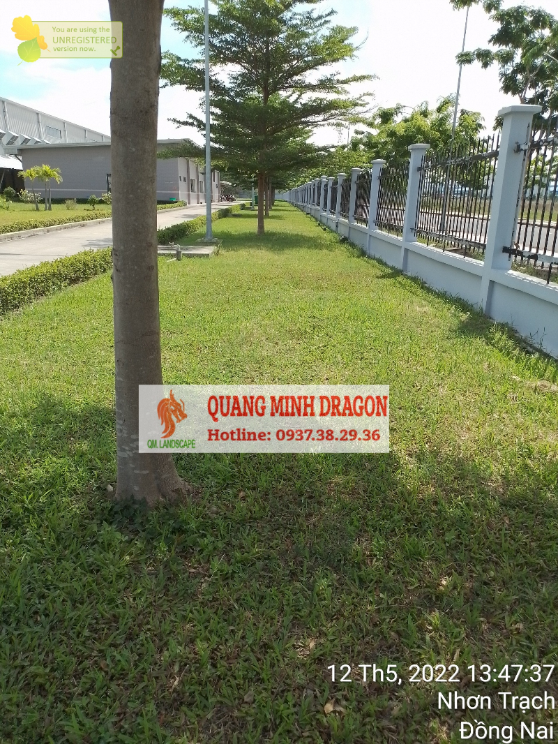 Dịch vụ cắt cỏ, chăm sóc cây xanh định kỳ mỗi tháng - Tung Tăng