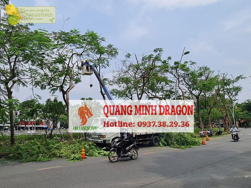 Dịch vụ chặt cây, đốn cây mùa mưa bão - Tung Tăng