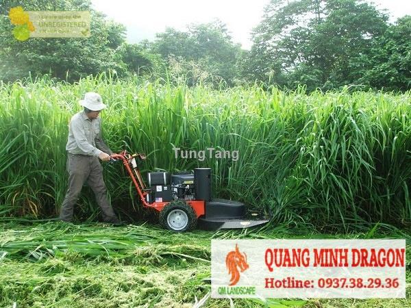 Dịch vụ chăm sóc, cắt tỉa cây cảnh Quang Minh Landscape - Tung Tăng