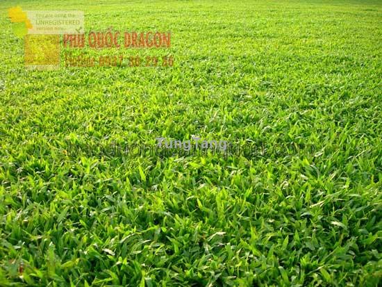 Cung cấp cỏ nhung Nhật giá rẻ ở Đồng Nai, TPHCM - Tung Tăng