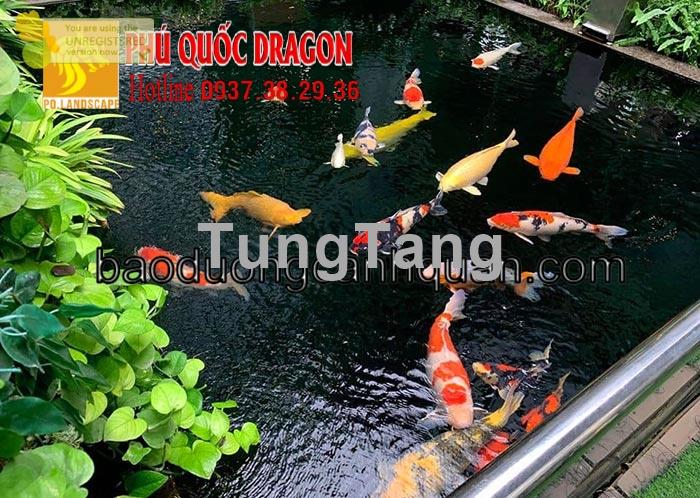 Làm hồ cá Koi đúng kỹ thuật KV Đồng Nai, TPHCM - Tung Tăng