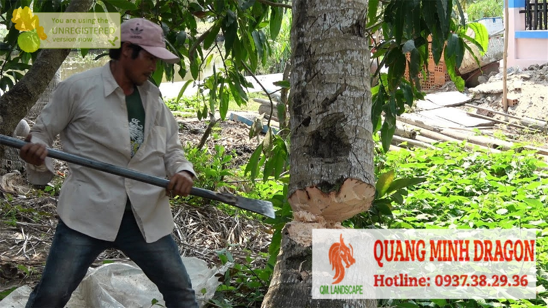 Dịch vụ chặt cây - đốn hạ cây xanh - Tung Tăng