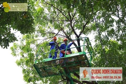 Dịch vụ chặt cây và đốn hạ cây xanh mùa mưa bão - Tung Tăng