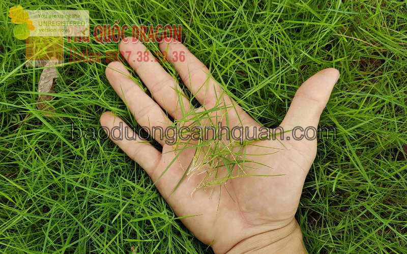 Cung cấp cỏ nhung Nhật giá rẻ tại Đồng Nai, TPHCM - Tung Tăng