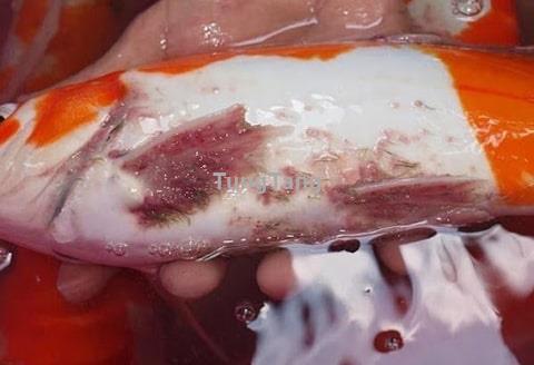 Chuyên điều trị bệnh cá Koi - Tung Tăng
