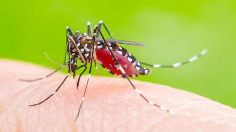 Cách Phòng Chống Muỗi Cho Trẻ Em Sơ Sinh - Tung Tăng