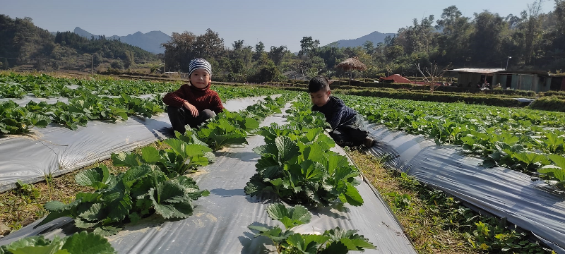 Màng phủ nông nghiệp, đại lý cung cấp màng phủ nông nghiệp trồng dâu tây giá rẻ - Tung Tăng