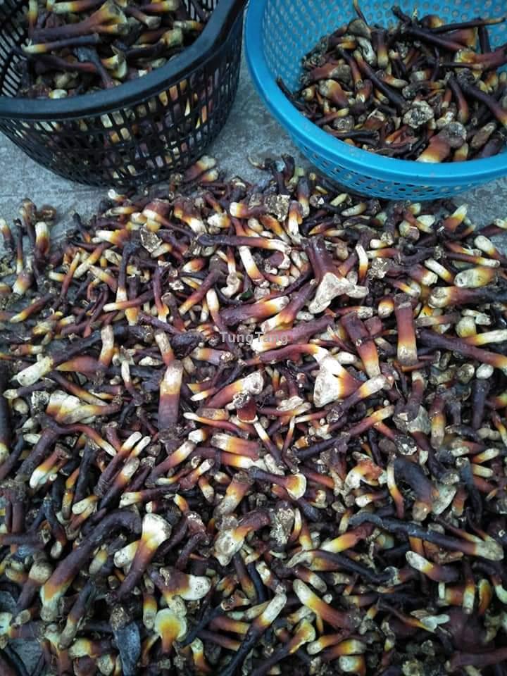 Nấm lim rừng - Tung Tăng